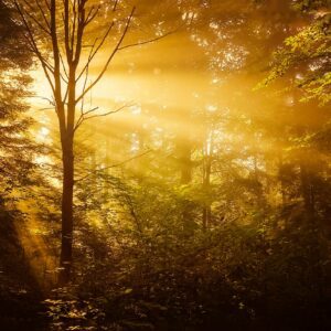 Free 30-Minute Discovery Call